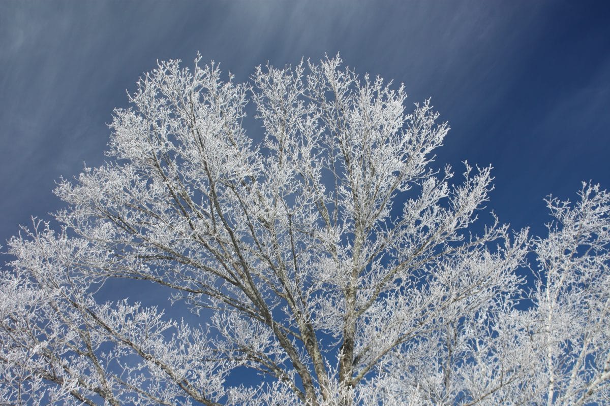 Cross Country Skiing Links & Resources