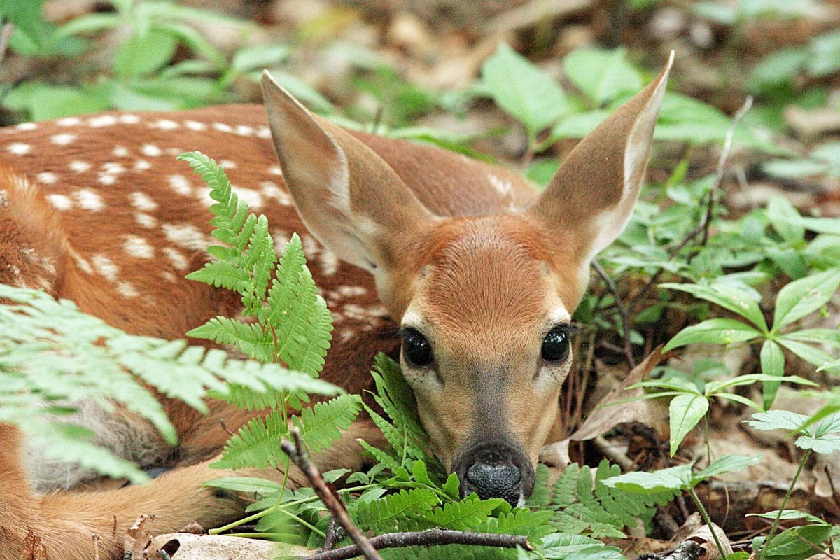 Featured Image for Wildlife Observation