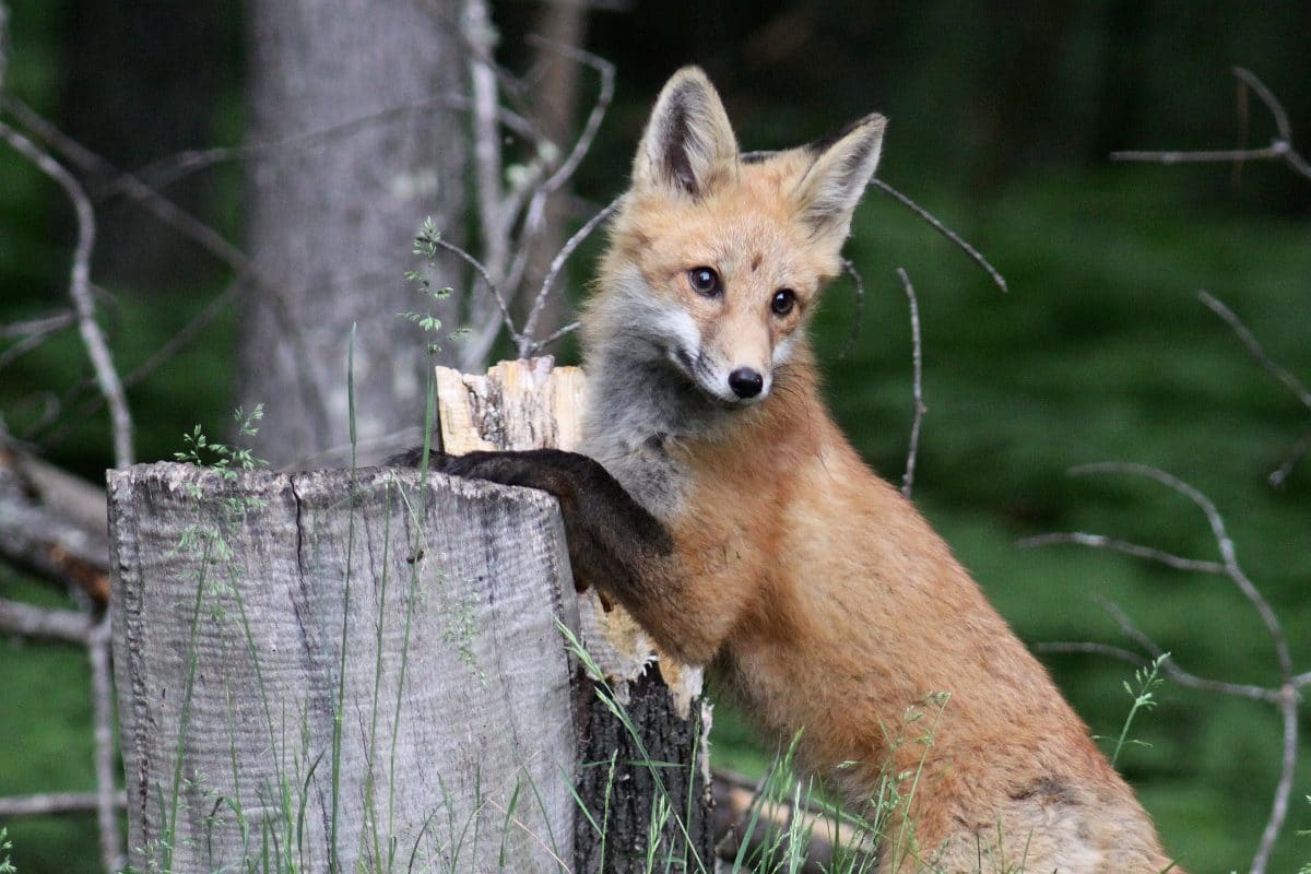 Red Fox on stump