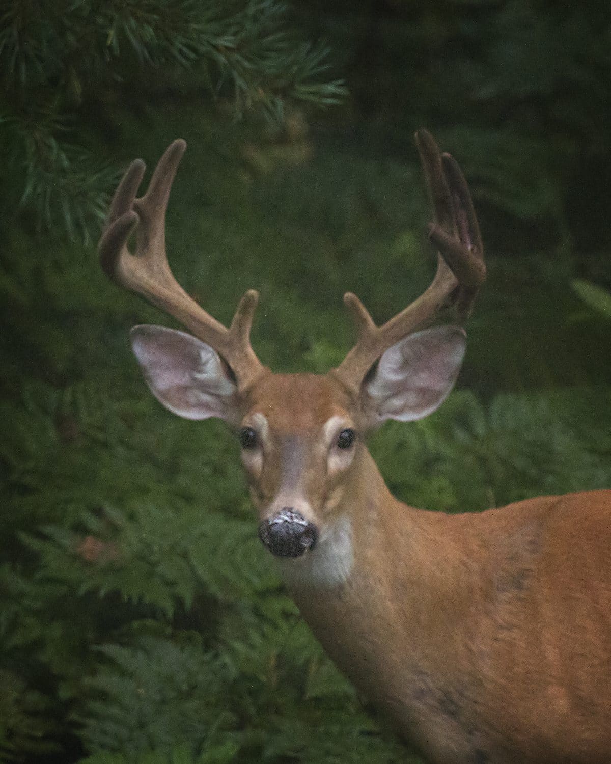 Hunting & Trapping Additional Information