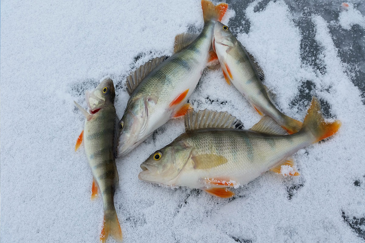 Featured Image for Sand Lake Pub Ice Fishing Derby