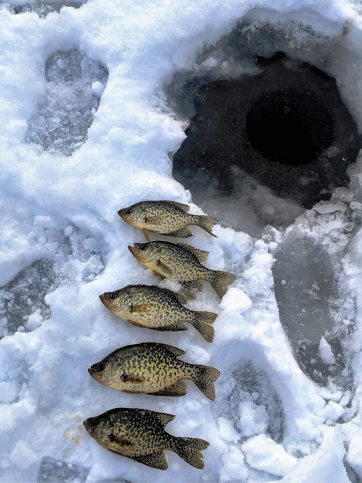 Ice Fishing Crappies on Ice