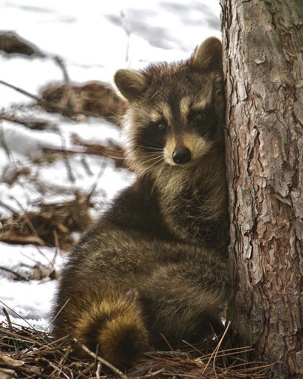 Wildlife Observation Additional Information